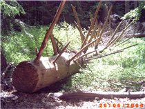 Urwald im Bayerischen Wald<br />Foto: Gerd Simon, Freistadt (A), CC BY-ND