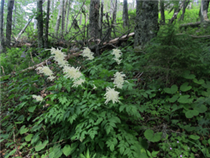 Vegetation<br />Foto: Gerd Simon, Freistadt (A), CC BY-ND