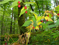 Hoverla Urwälder<br />Foto: Gerd Simon, Freistadt (A), CC BY-ND